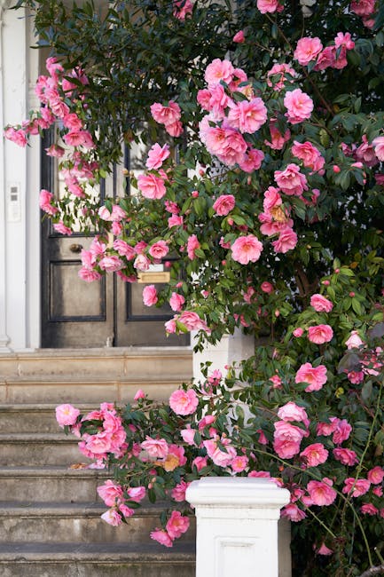 A vibrant pink flowering shrub with lush green leaves cascades over a white garden border in front of a dark wooden front door, reached by a set of stone stairs. The flowers are large, ruffled, and de