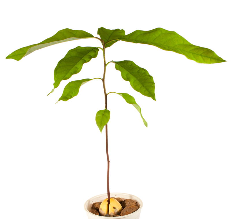 garden landscaping garden design